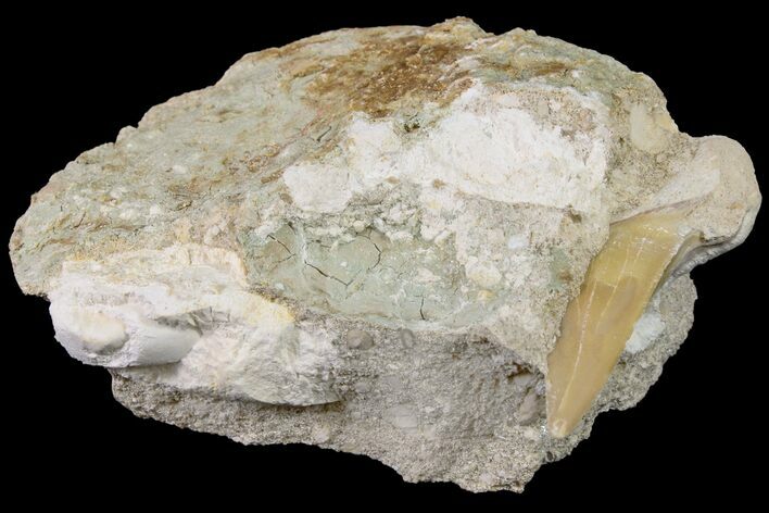 Otodus Shark Tooth Fossil in Rock - Eocene #161116